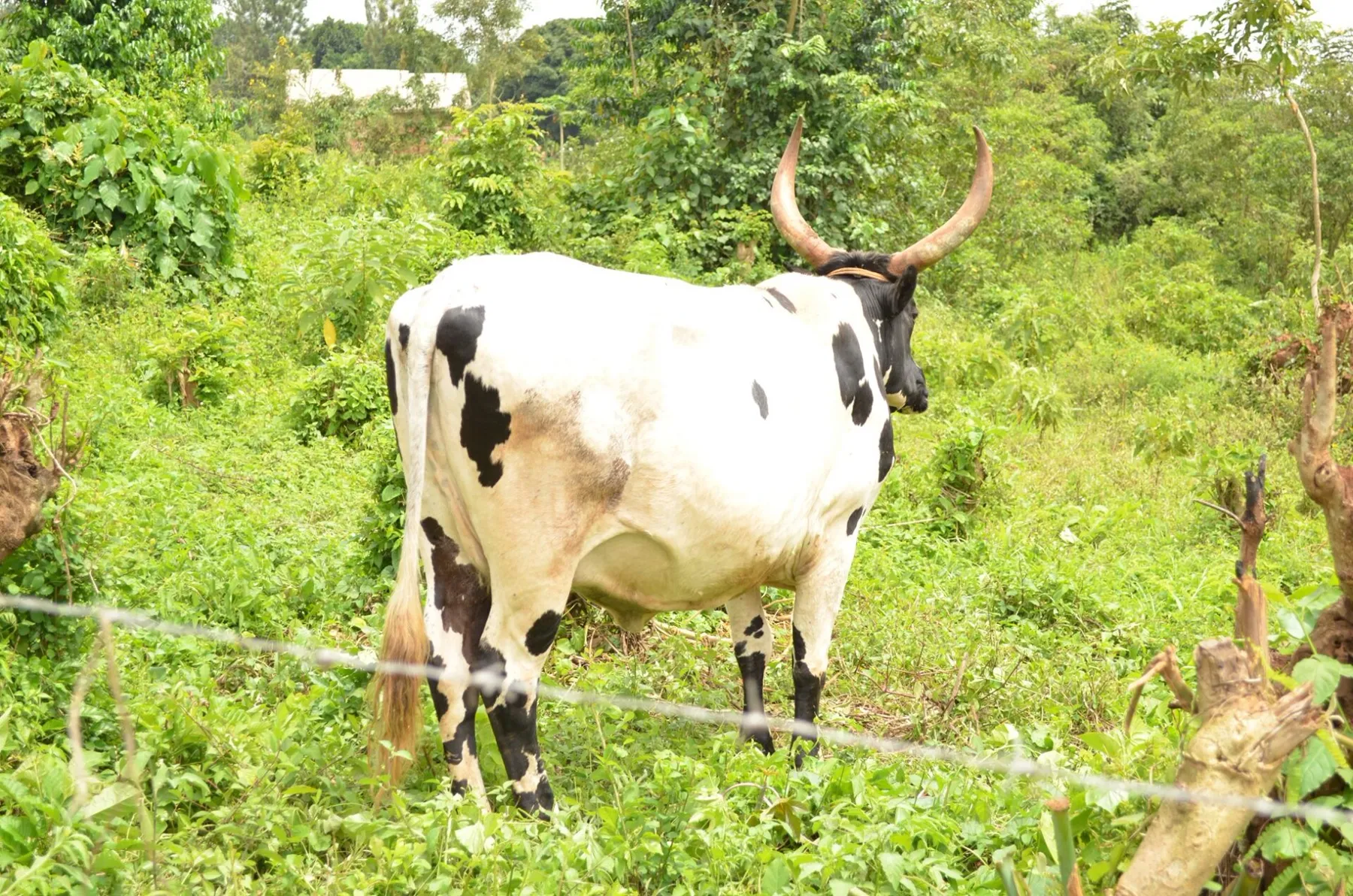 School farm
